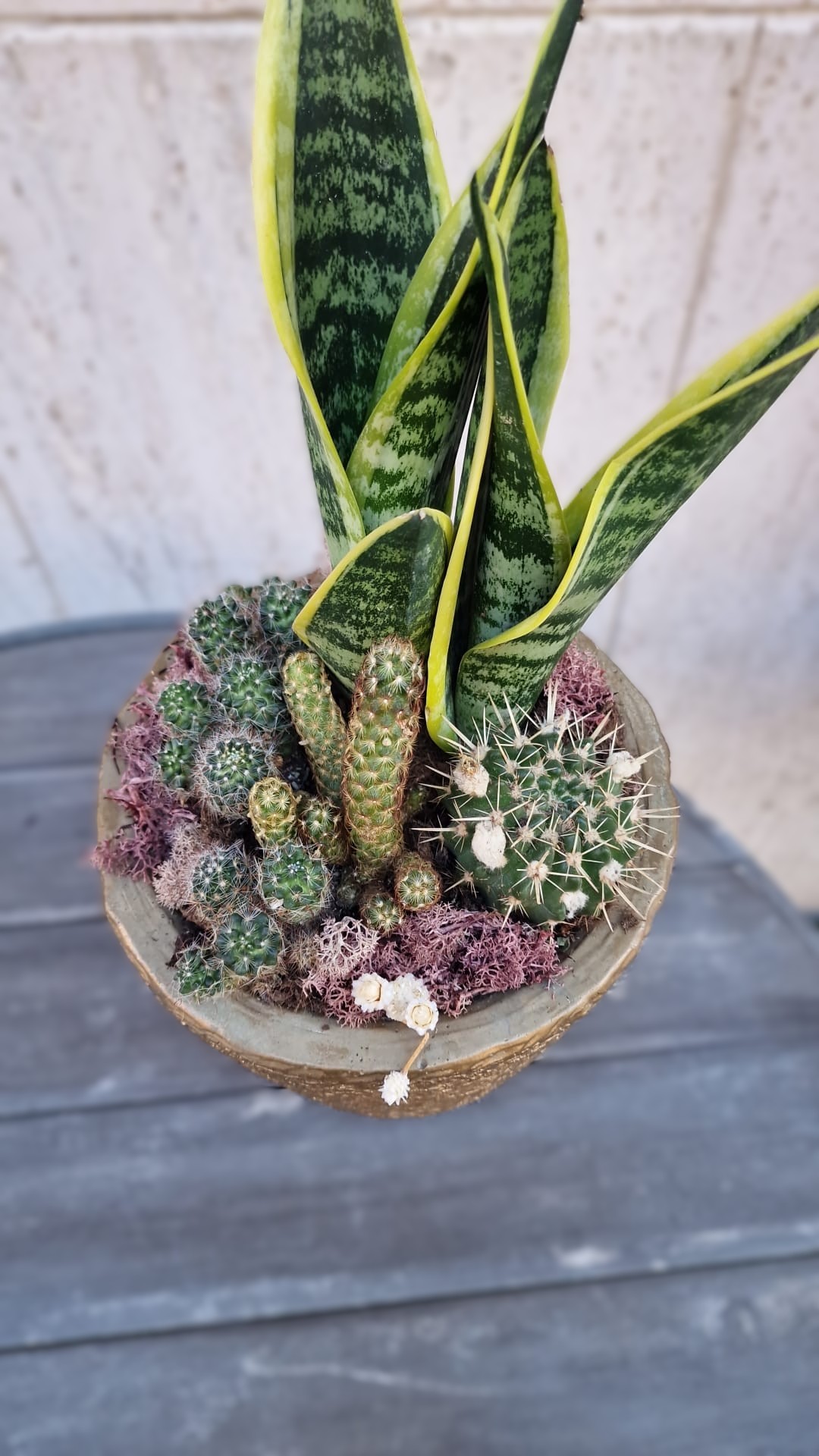 Immagine WhatsApp 2025-11-11 ore 11.03.09_9509a965 Immagine WhatsApp 2025-11-11 ore 11.03.09_9509a965