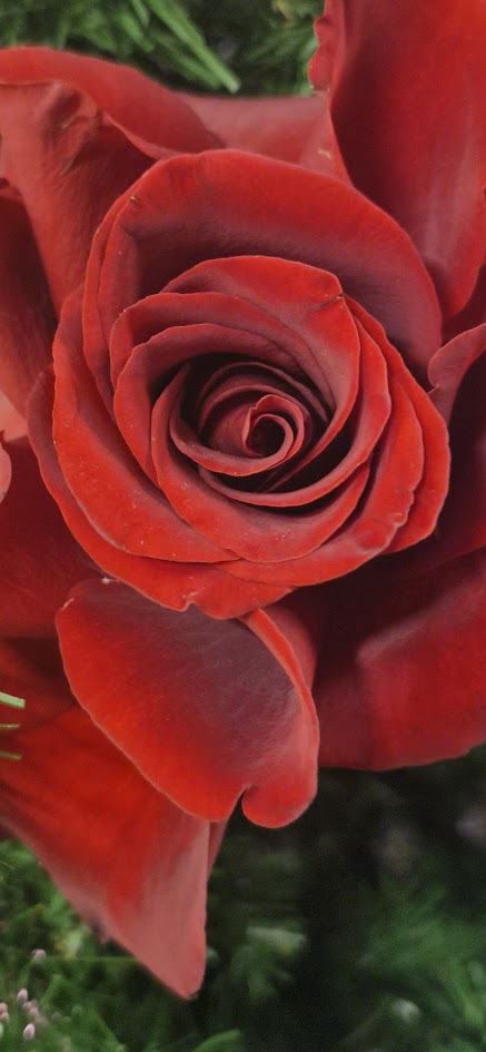 rosa regina di cuori rosa regina di cuori