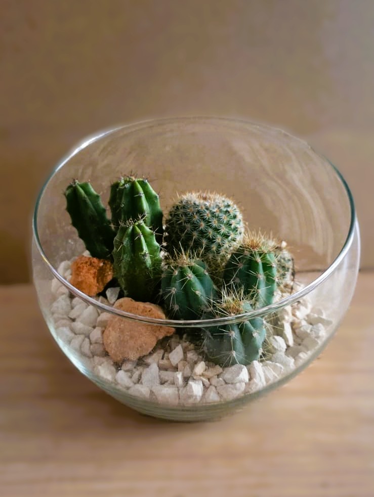 Terrarium in vetro a mezza sfera con composizione di cactus e pietre naturali bianche