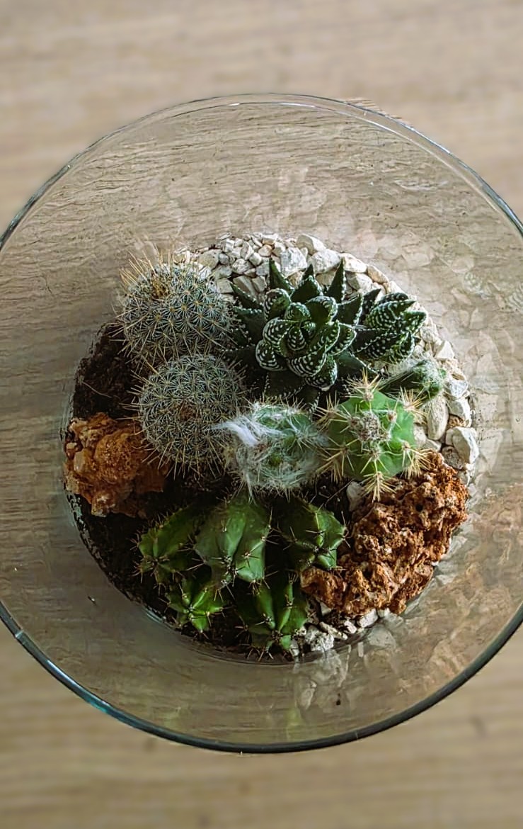 terrarium-cactus-vista-alto-corato terrarium-cactus-vista-alto-corato