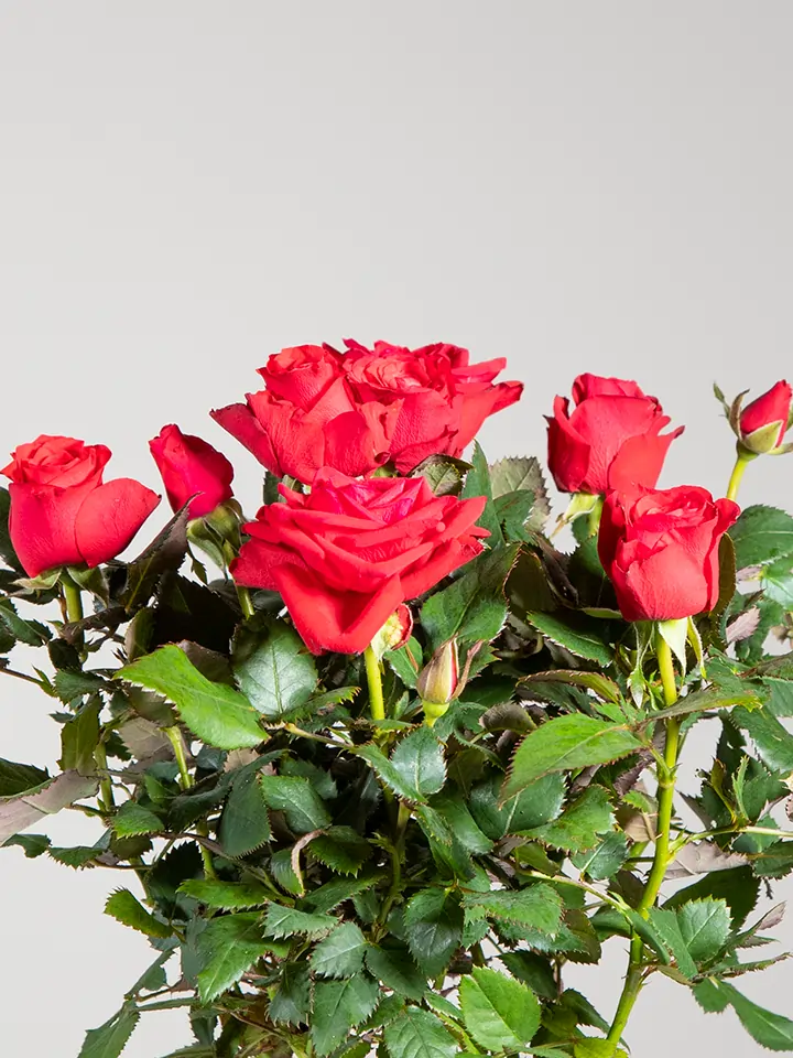 macro-fiori-rossi-rosellina-regalo-dvflowers macro-fiori-rossi-rosellina-regalo-dvflowers